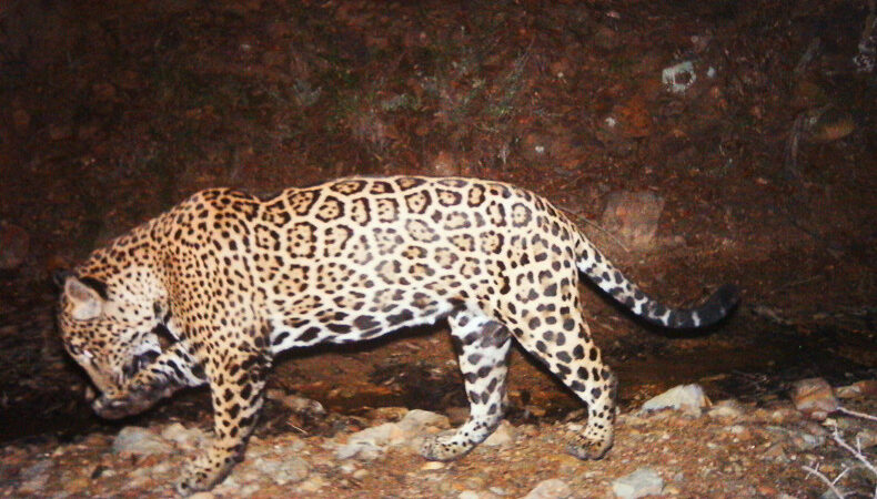 Are There Jaguars in North America?