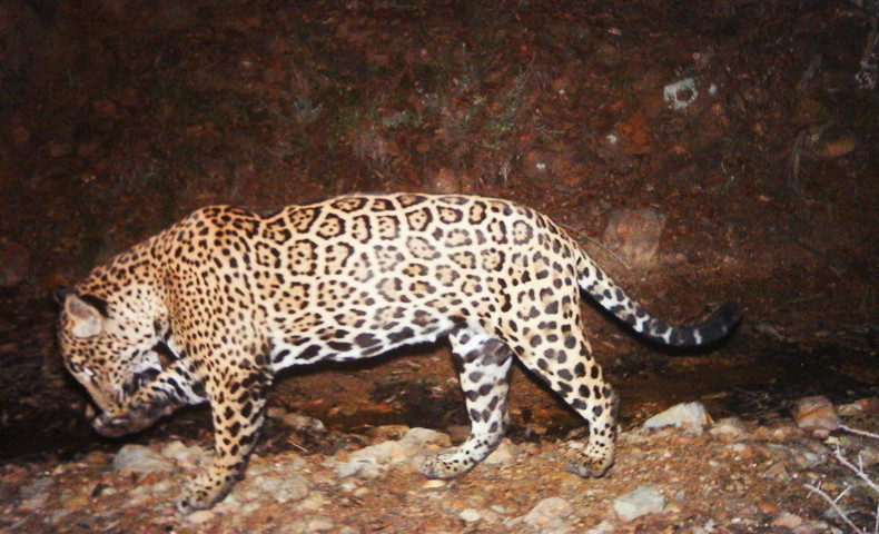 Are There Jaguars in North America?