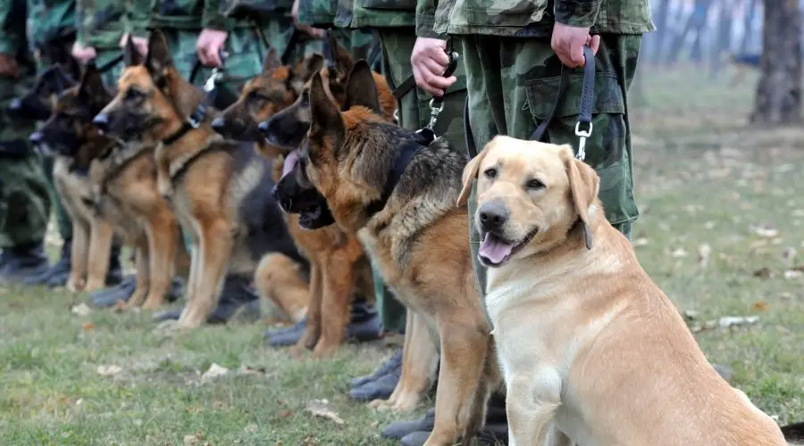 British Police Dog Handler: The Unsung Heroes of Law Enforcement