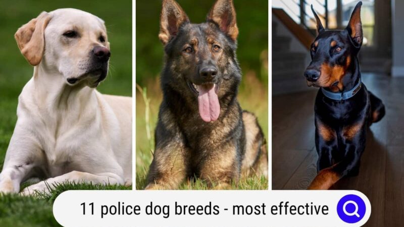 Types of Drug Dogs