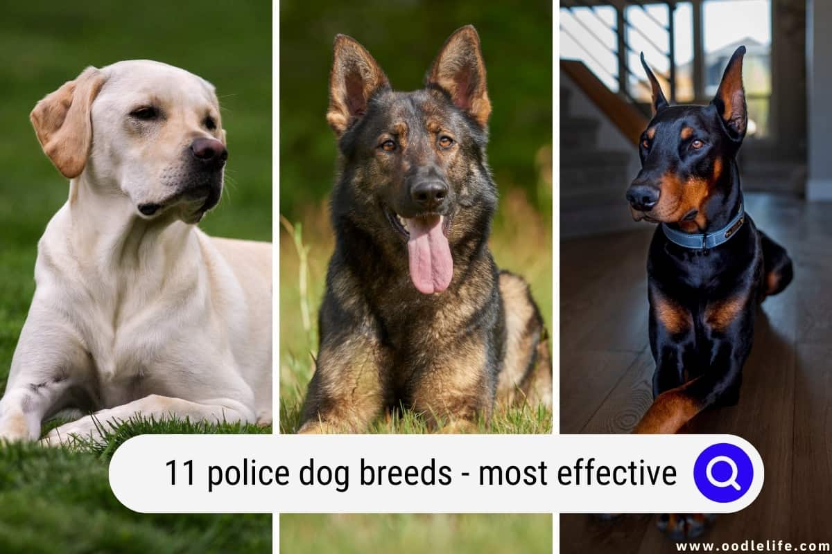 Breeds of Police Dogs