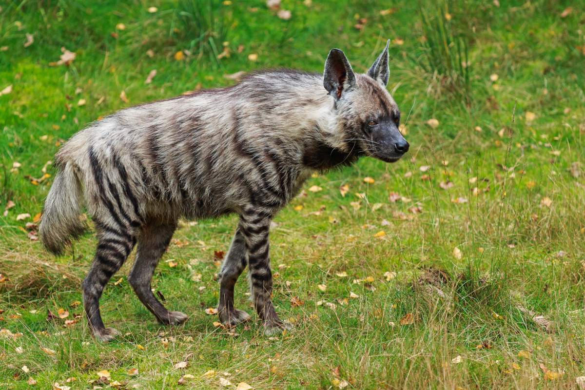 The Famous Animal of Georgia: The Caucasian Shepherd Dog