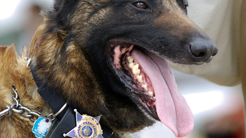 Police Dog Breeds UK: A Comprehensive Analysis