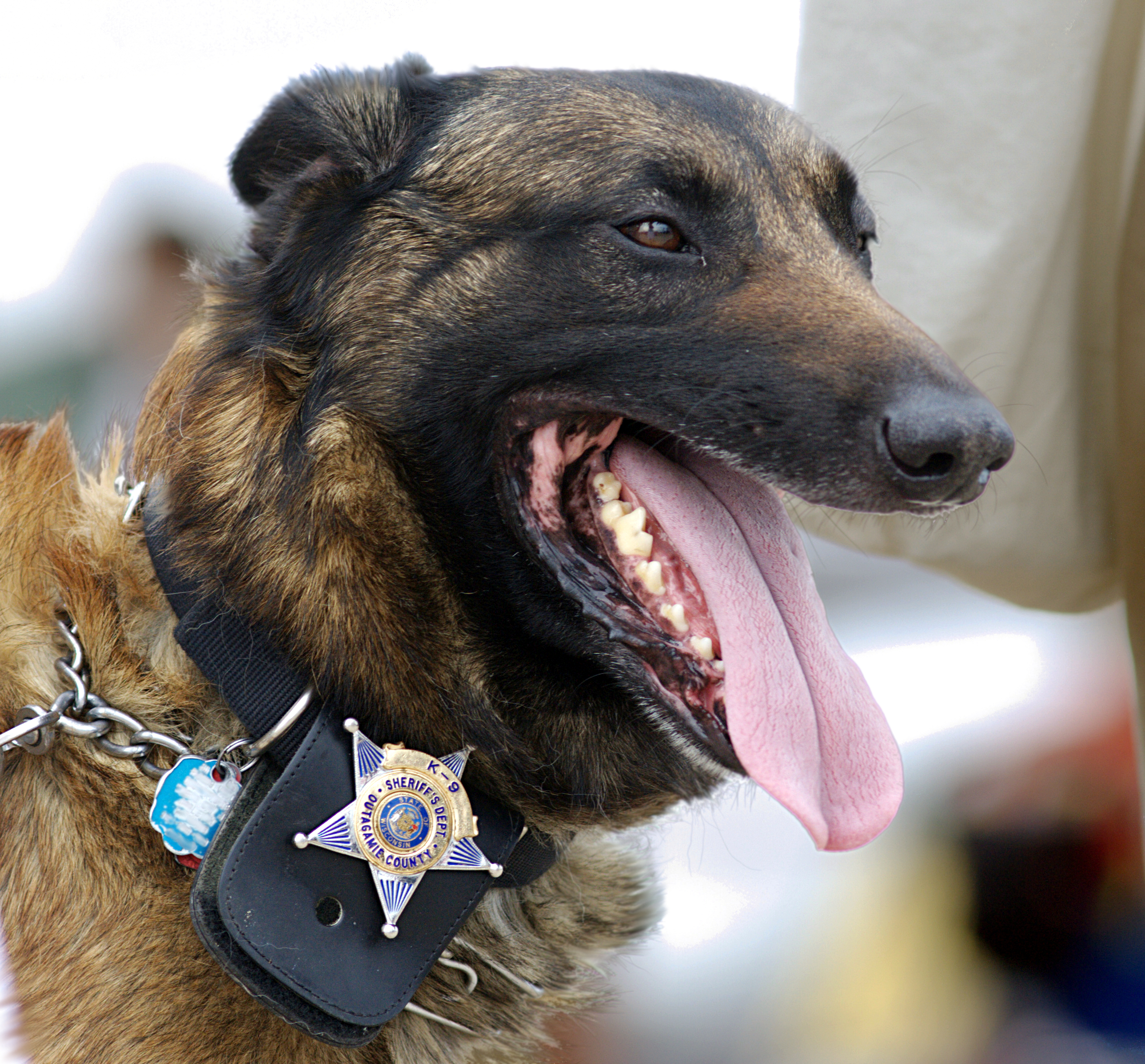 Police Dog Breeds UK: A Comprehensive Analysis