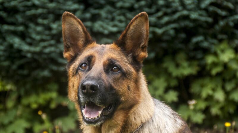 Police Guard Dogs: Protecting and Serving with Canine Precision