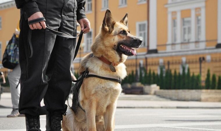 The Essential Role of K-9 Unit Dogs in Law Enforcement