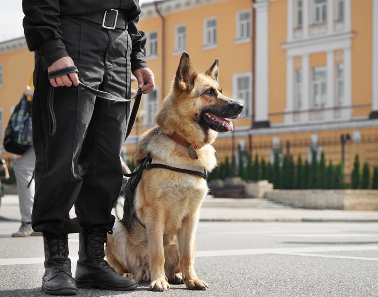 The Essential Role of K-9 Unit Dogs in Law Enforcement