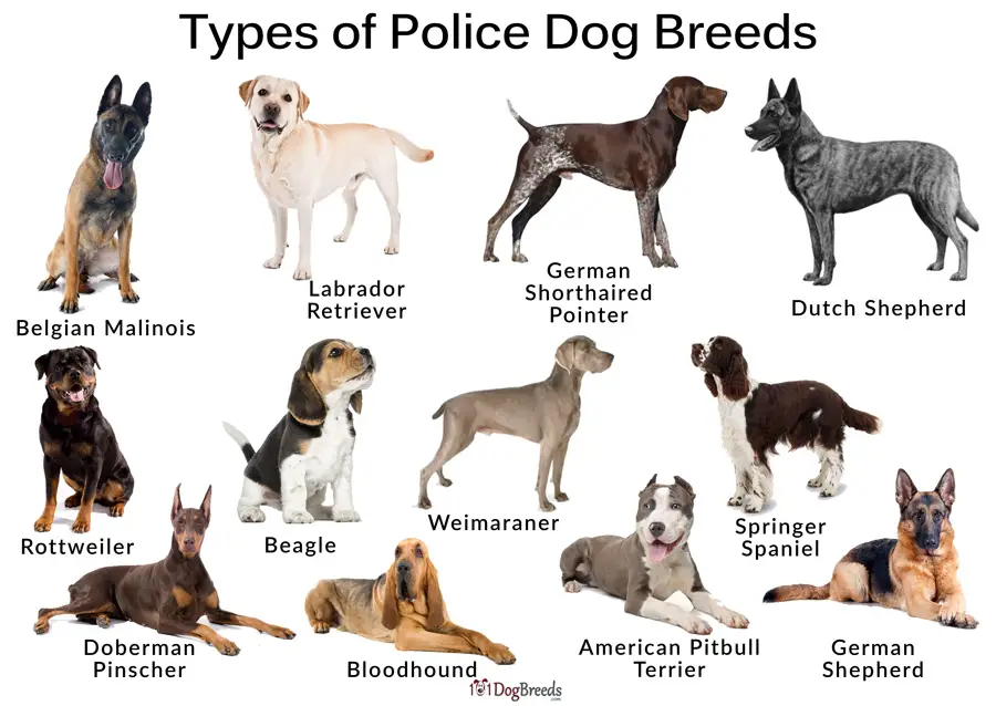 Best Police Dog Ever: A Comprehensive Analysis of Canine Heroes