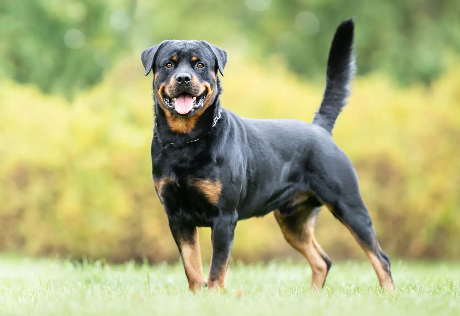 Drug Dogs Breeds: An In-Depth Analysis of Canine Detection Abilities