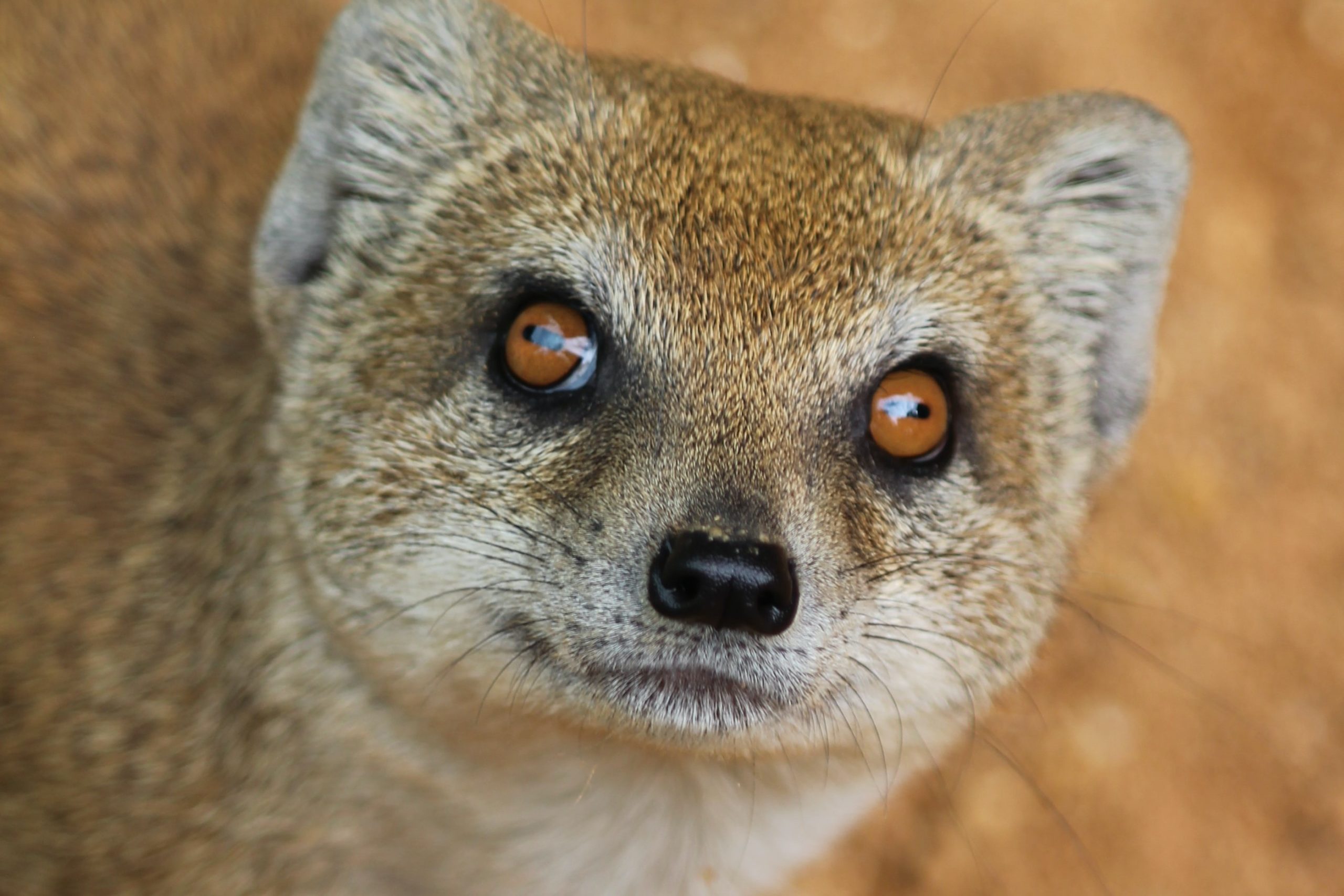 Squirrel-Like Animals in Hawaii: A Fascinating Study of Native Species