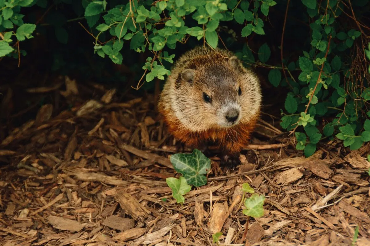 Exploring the Biodiversity of USA: A Look at its Fascinating Animals and Plants