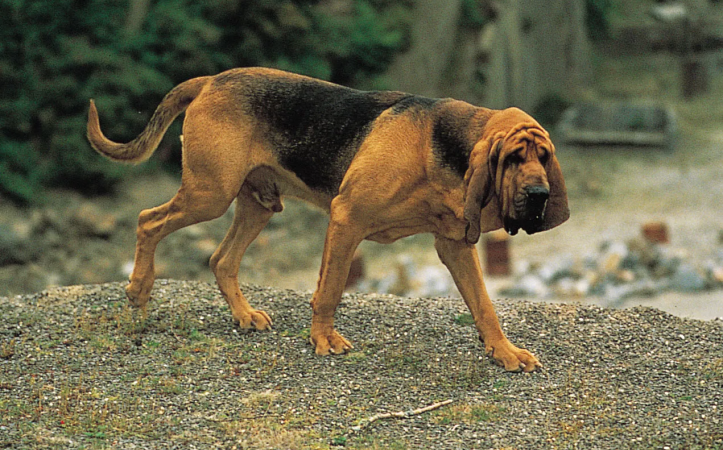 Unusual Police Dog: A Unique Addition to Law Enforcement