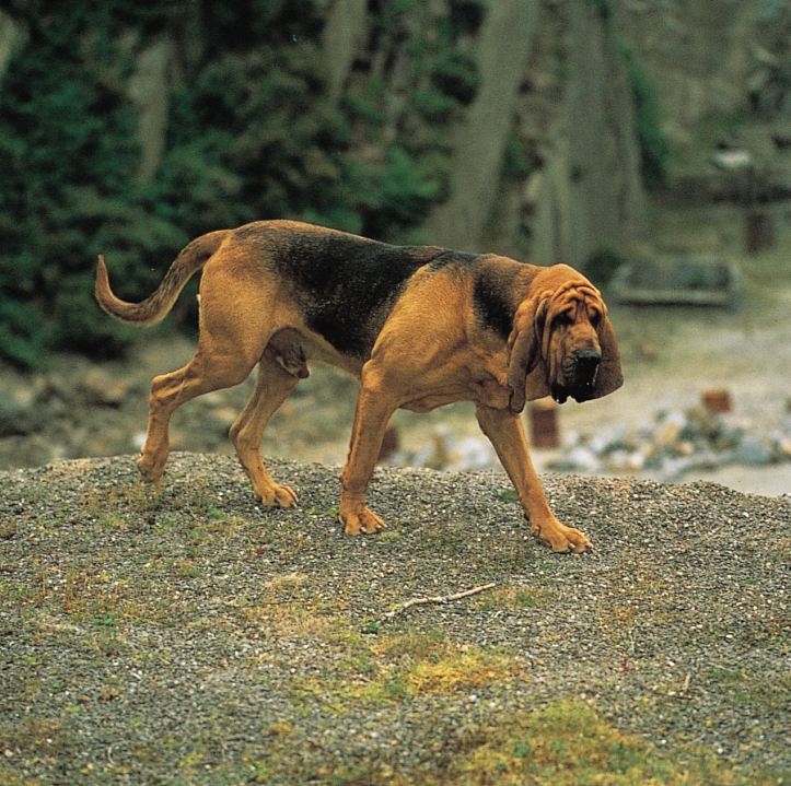 Unusual Police Dog: A Unique Addition to Law Enforcement