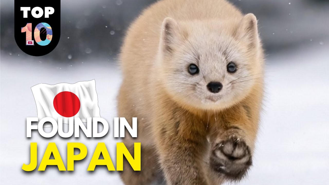 What Animals Are From Japan