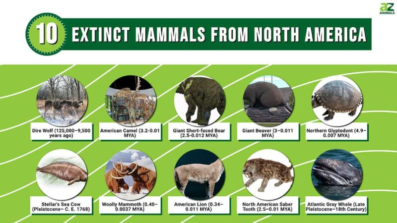 What Animals Are Indigenous to North America