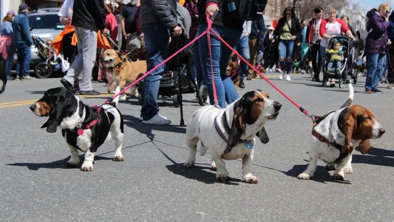 Tri State Basset Hound Rescue