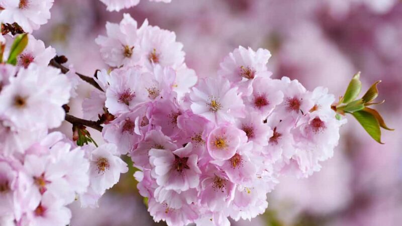 Cherry Blossom Quotes love