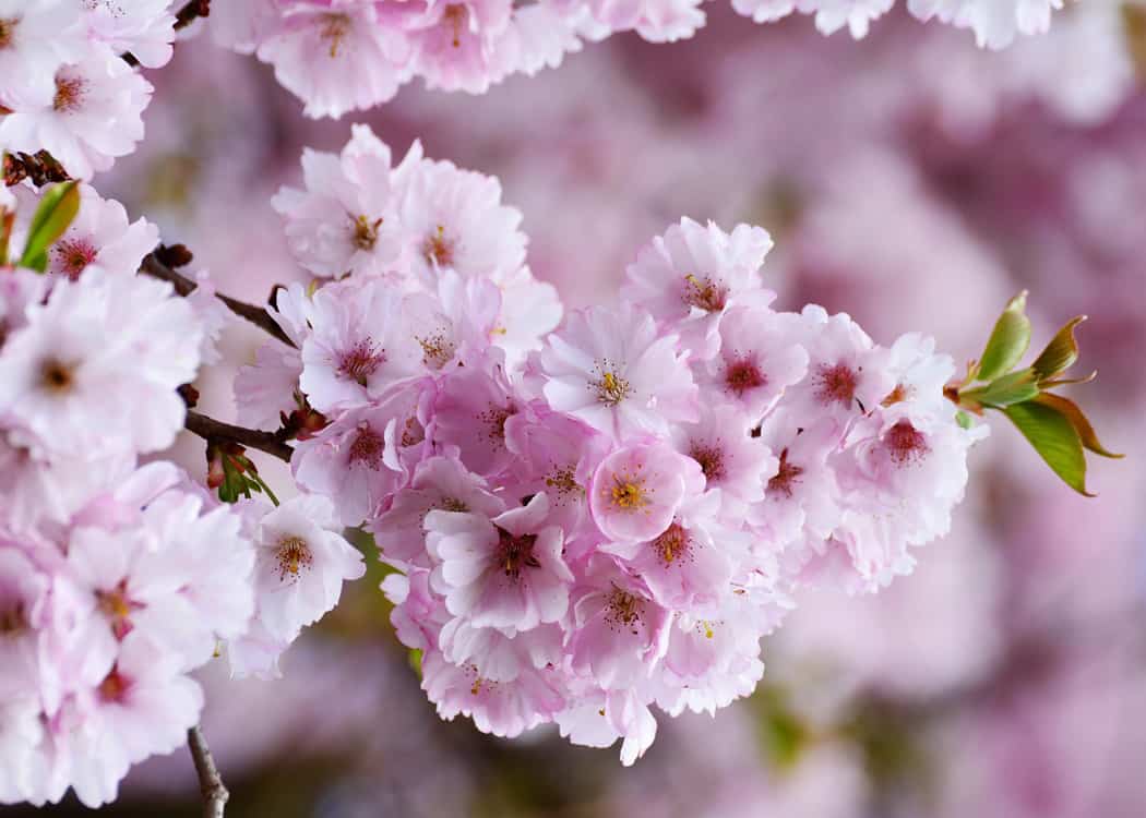 Cherry Blossom Quotes love