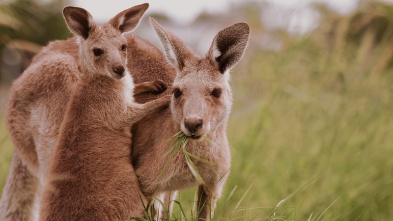 Kangaroos