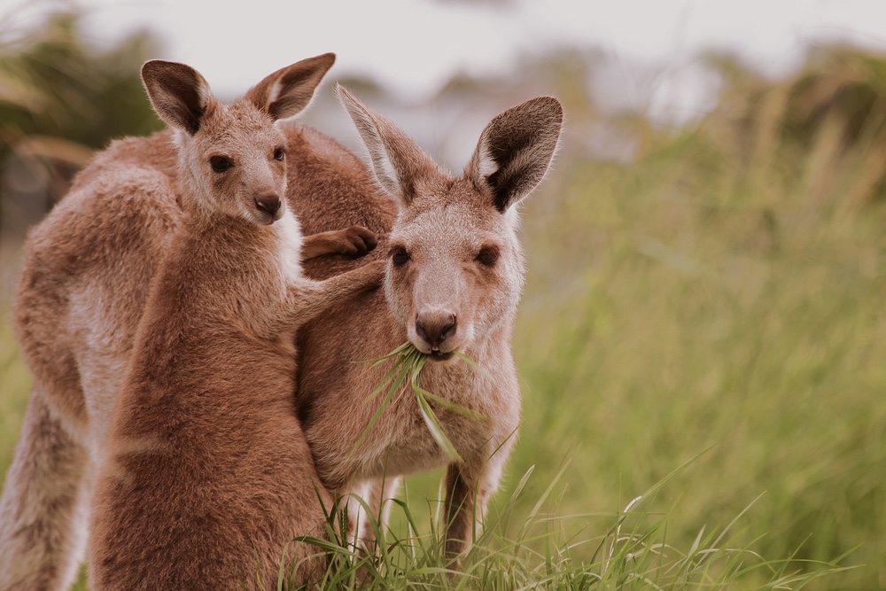 Kangaroos