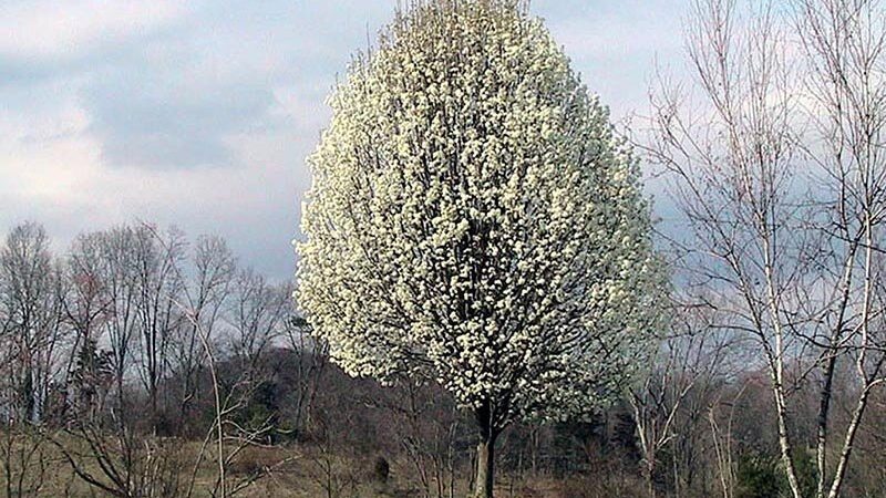 Tree That Smells Like Sperm