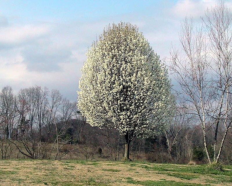 Tree That Smells Like Sperm