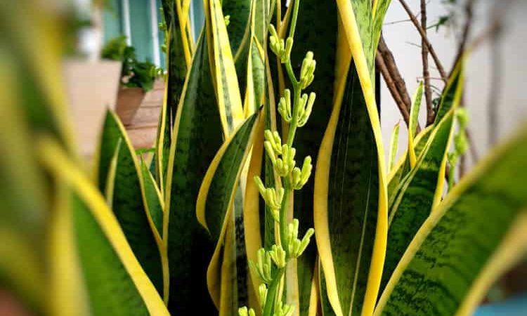 Snake Plant Flower