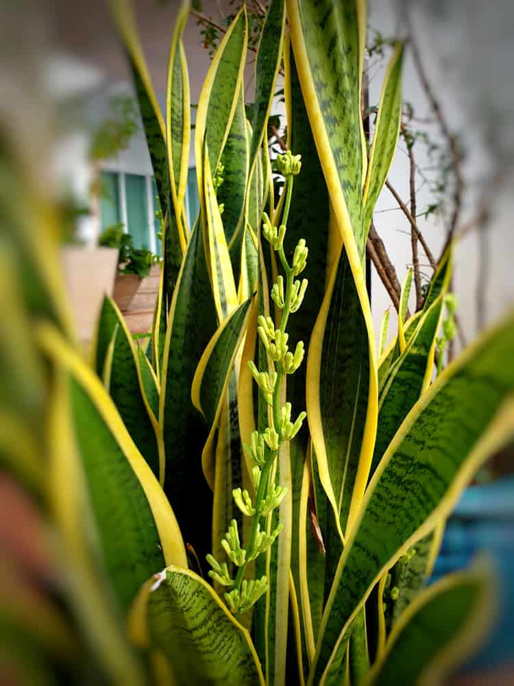 Snake Plant Flower