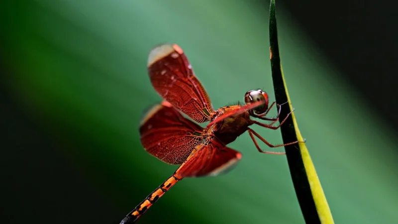 The Significance of the Dragonfly: Symbolism, Cultural Beliefs, and Ecological Impact