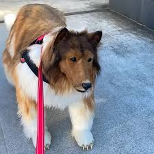 The Enigmatic Fusion of Culture: Japanese Man in Collie Dog Costume