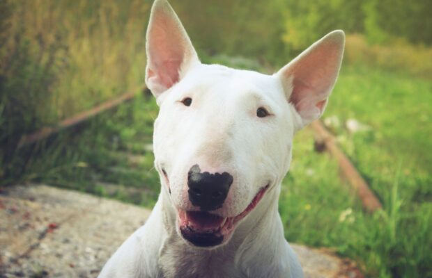 The Legend of Spuds MacKenzie: The Original Party Animal